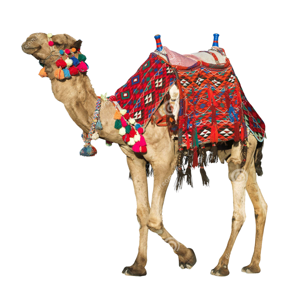 Camel PNG Transparent Image