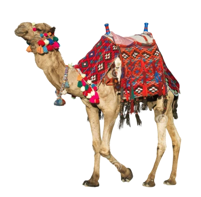 Camel PNG Transparent Image