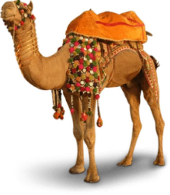 Camel PNG Transparent Image