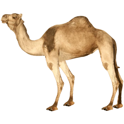 Camel PNG Transparent Image