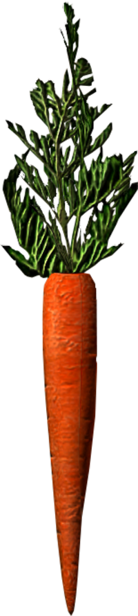 Carrot Vegetable PNG Transparent Image