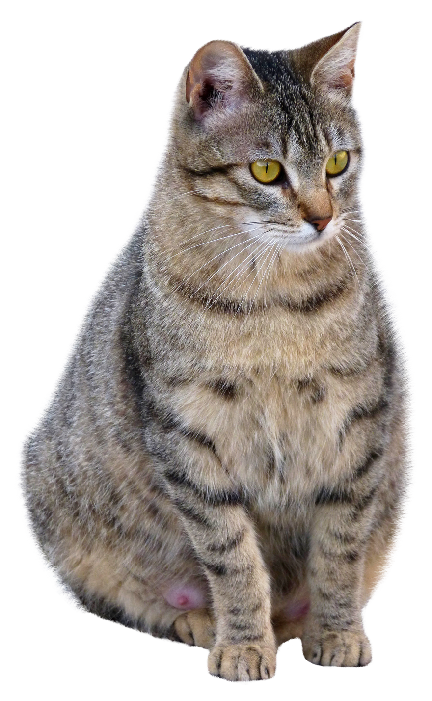Cat PNG Transparent Image
