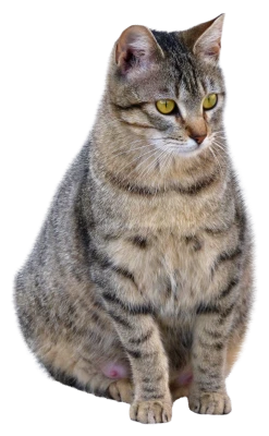 Cat PNG Transparent Image