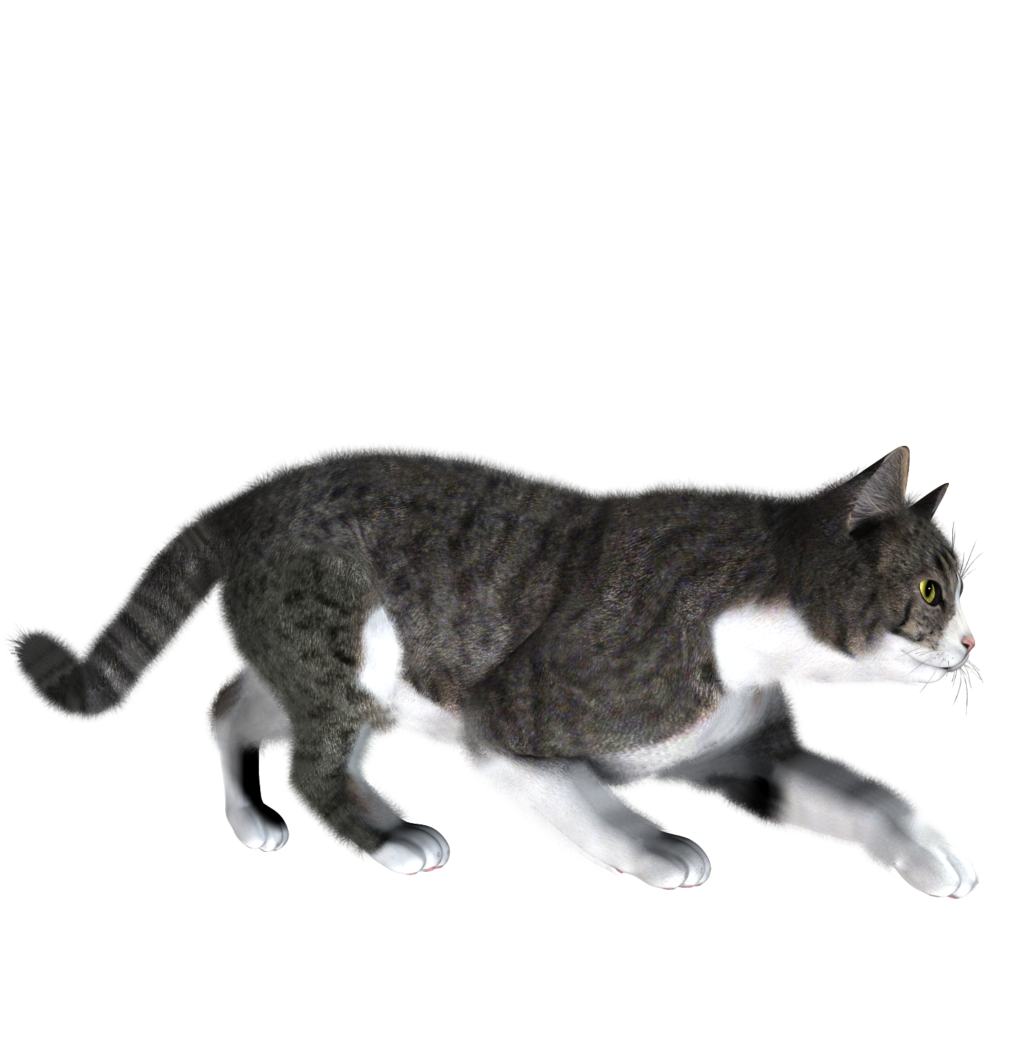 Cat PNG Transparent Image