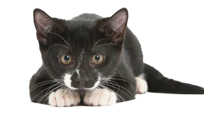Cat PNG Transparent Image