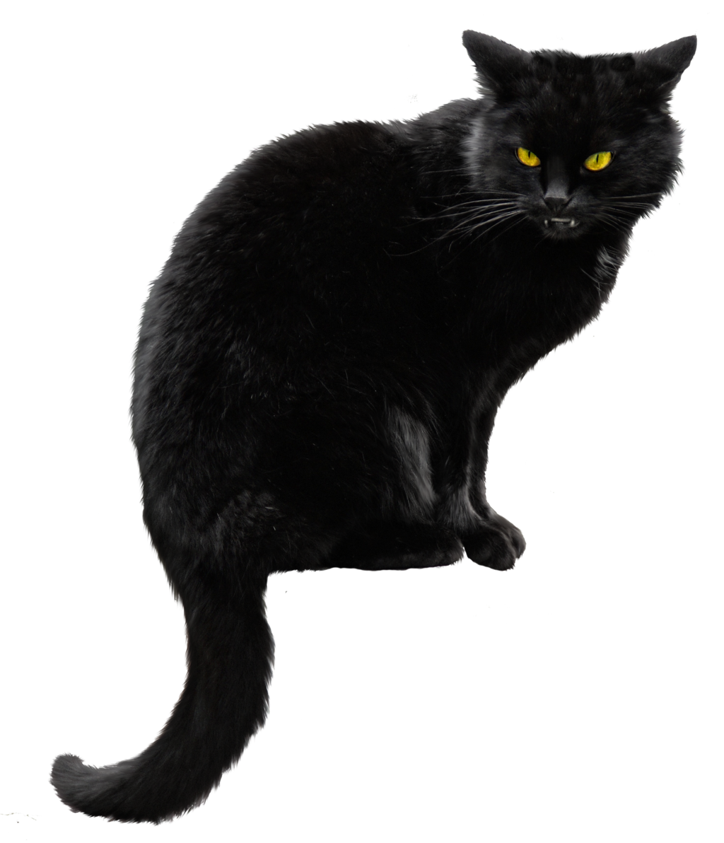 Cat PNG Transparent Image