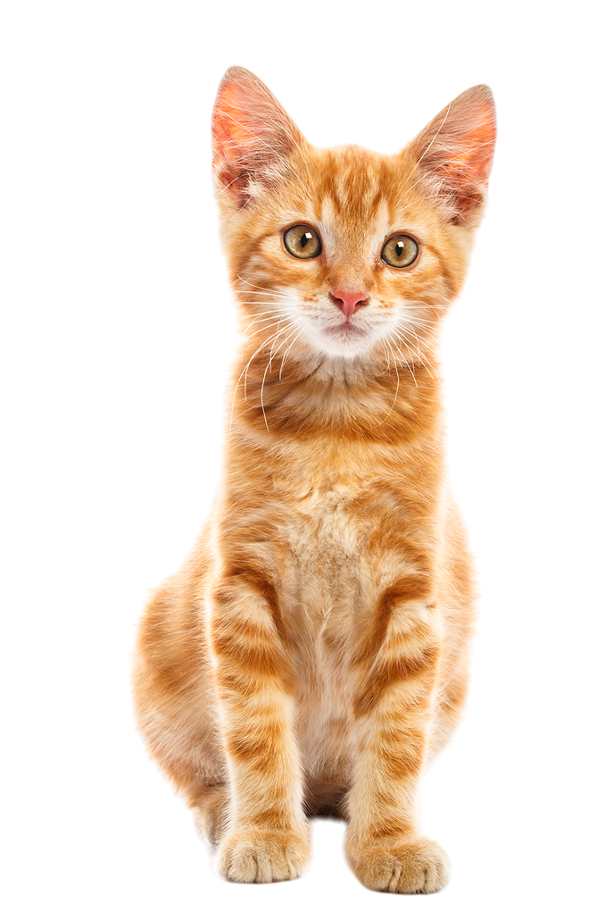 Cat PNG Transparent Image