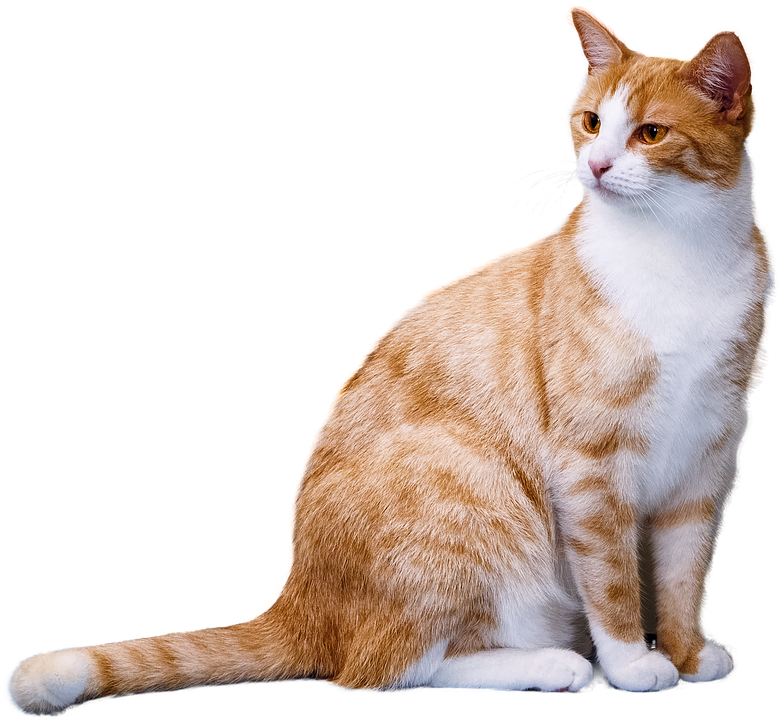 Cat PNG Transparent Image