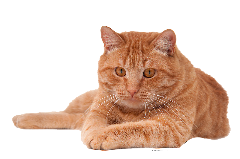 Cat PNG Transparent Image