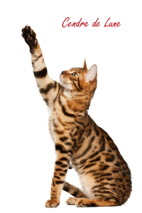 Cute Cat Illustration PNG Download 1