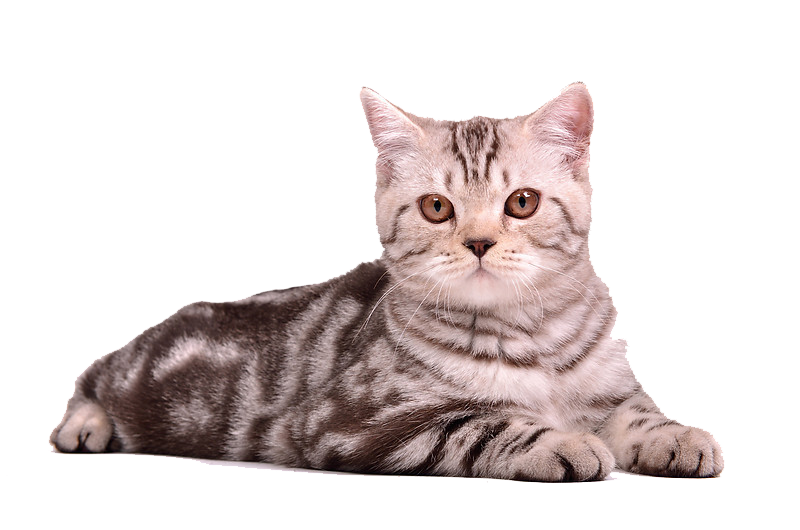 Cute Cat Illustration PNG Download