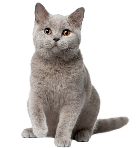 Cute Cat Illustration PNG Download