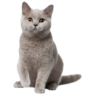 Cute Cat Illustration PNG Download 3