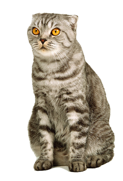 Cute Cat Illustration PNG Download