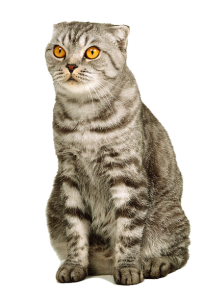 Cute Cat Illustration PNG Download 4
