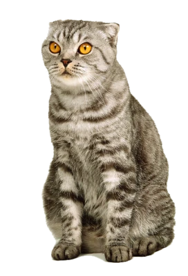 Cute Cat Illustration PNG Download