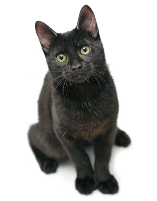 Cute Cat Illustration PNG Download