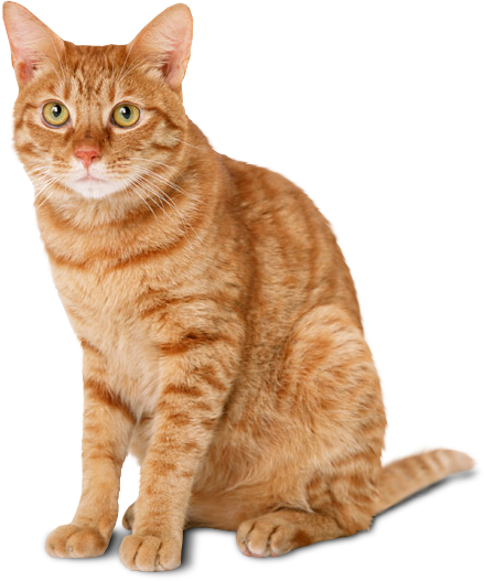 Cute Cat Illustration PNG Download