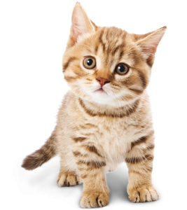 Cute Cat Illustration PNG Download 7