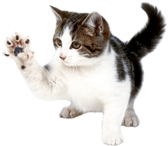 Cute Cat Illustration PNG Download 8