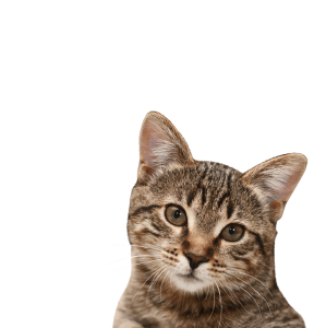 Cute Cat Illustration PNG Download 10