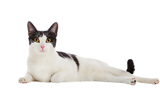 Cute Cat Illustration PNG Download 12