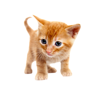 Cute Cat Illustration PNG Download 13
