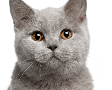 Cute Cat Illustration PNG Download 14