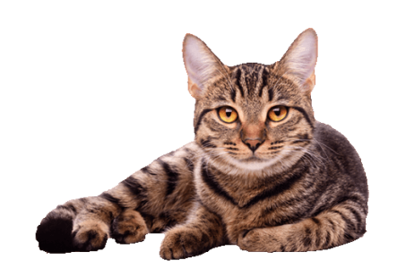 Cute Cat Illustration PNG Download 15