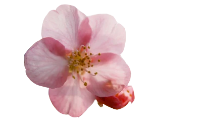 Sakura Flower PNG Download