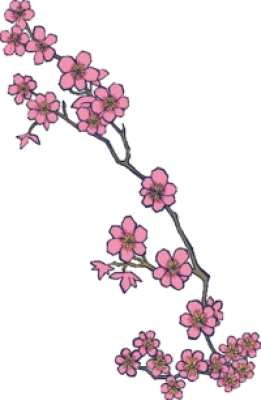 Sakura Flower PNG Download