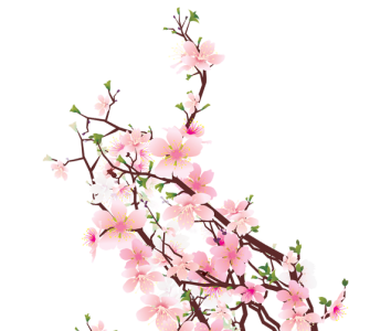 Cherry Blossom PNG Transparent
