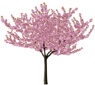 Cherry Blossom PNG Transparent