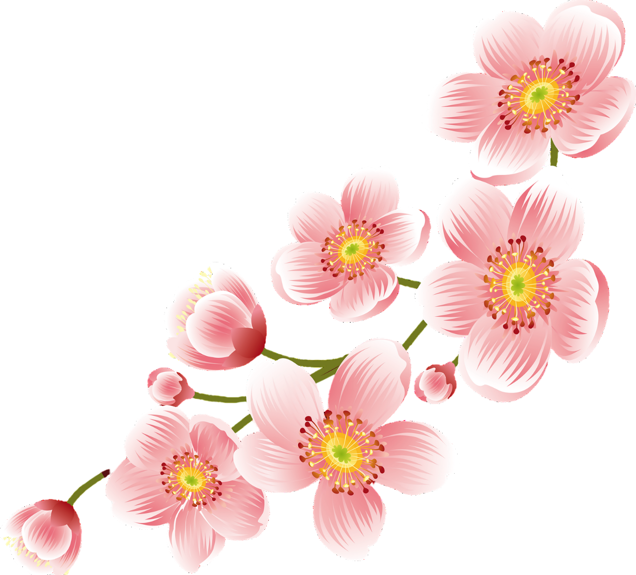 Cherry Blossom PNG Transparent