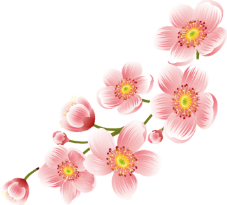 Cherry Blossom PNG Transparent
