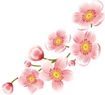 Cherry Blossom PNG Transparent