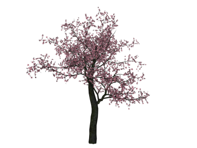 Cherry Blossom PNG Transparent
