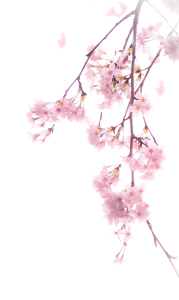 Cherry Blossom PNG Transparent