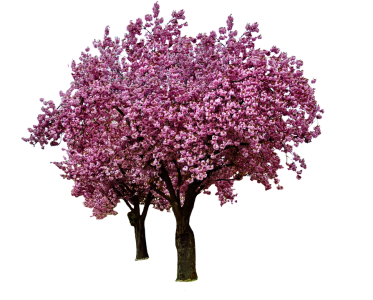 Cherry Blossom PNG Transparent