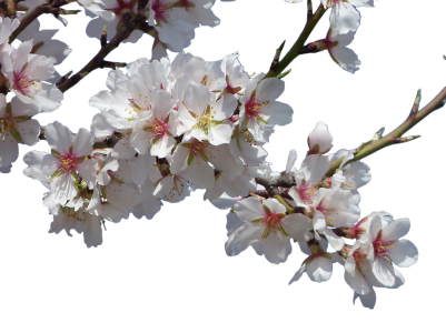Cherry Blossom PNG Transparent