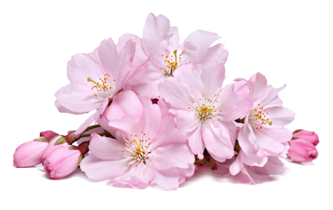 Cherry Blossom PNG Transparent