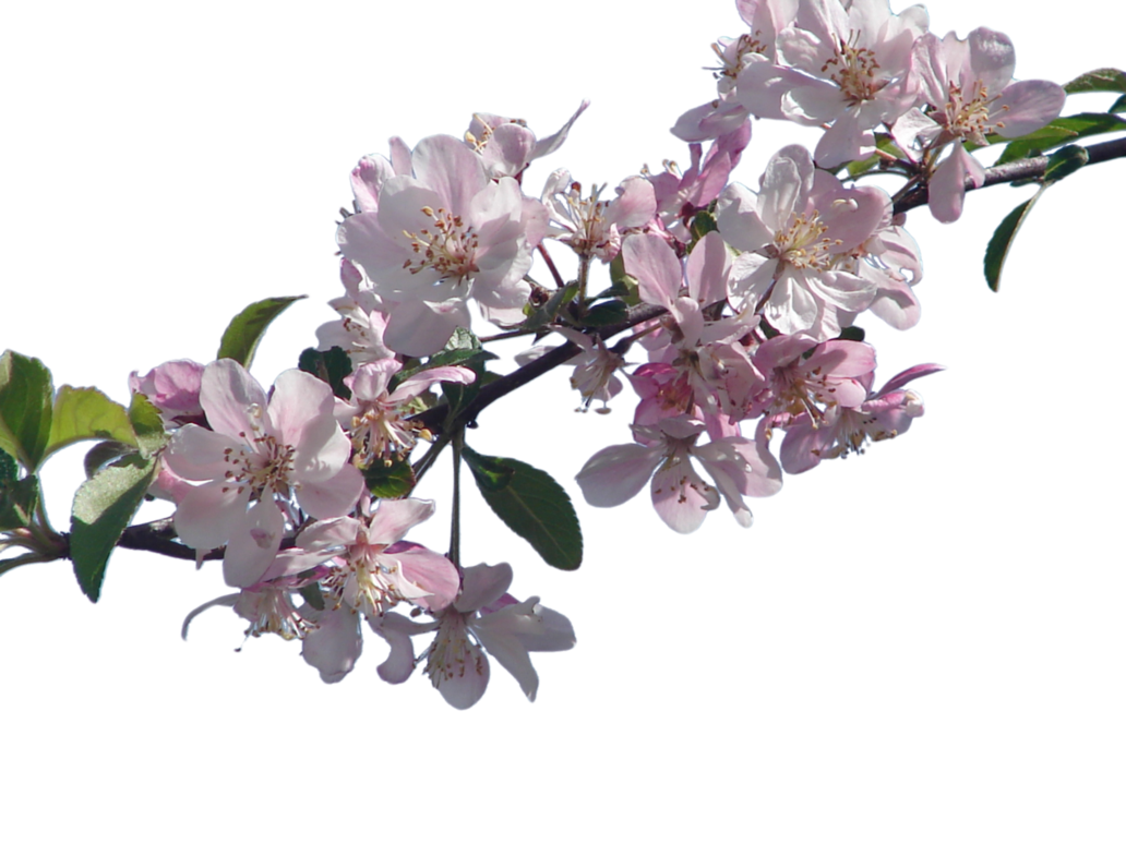 Cherry Blossom PNG Transparent