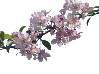 Cherry Blossom PNG Transparent