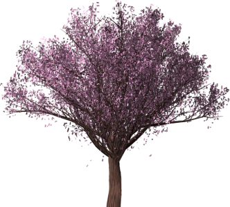 Cherry Blossom PNG Transparent