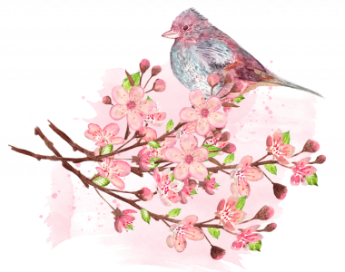 Cherry Blossom PNG Transparent