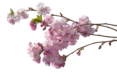 Cherry Blossom PNG Transparent