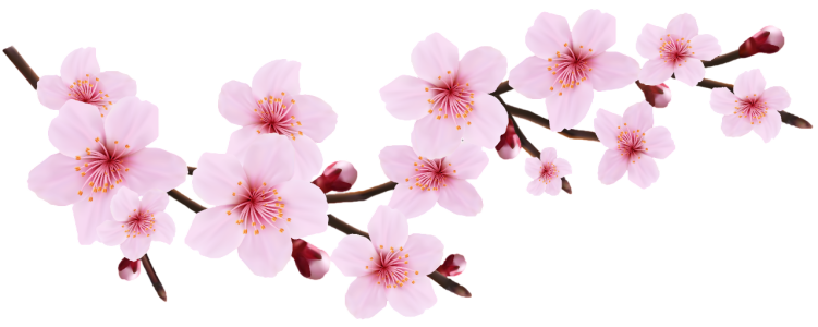 Cherry Blossom PNG Transparent