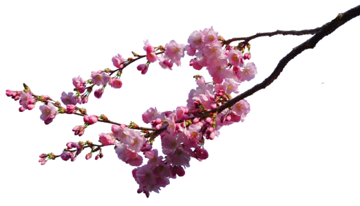 Cherry Blossom PNG Transparent