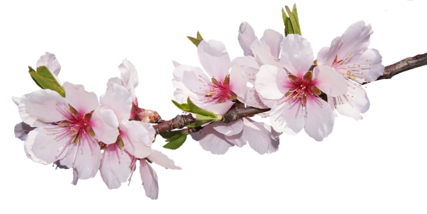 Cherry Blossom PNG Transparent