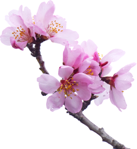 Cherry Blossom PNG Transparent